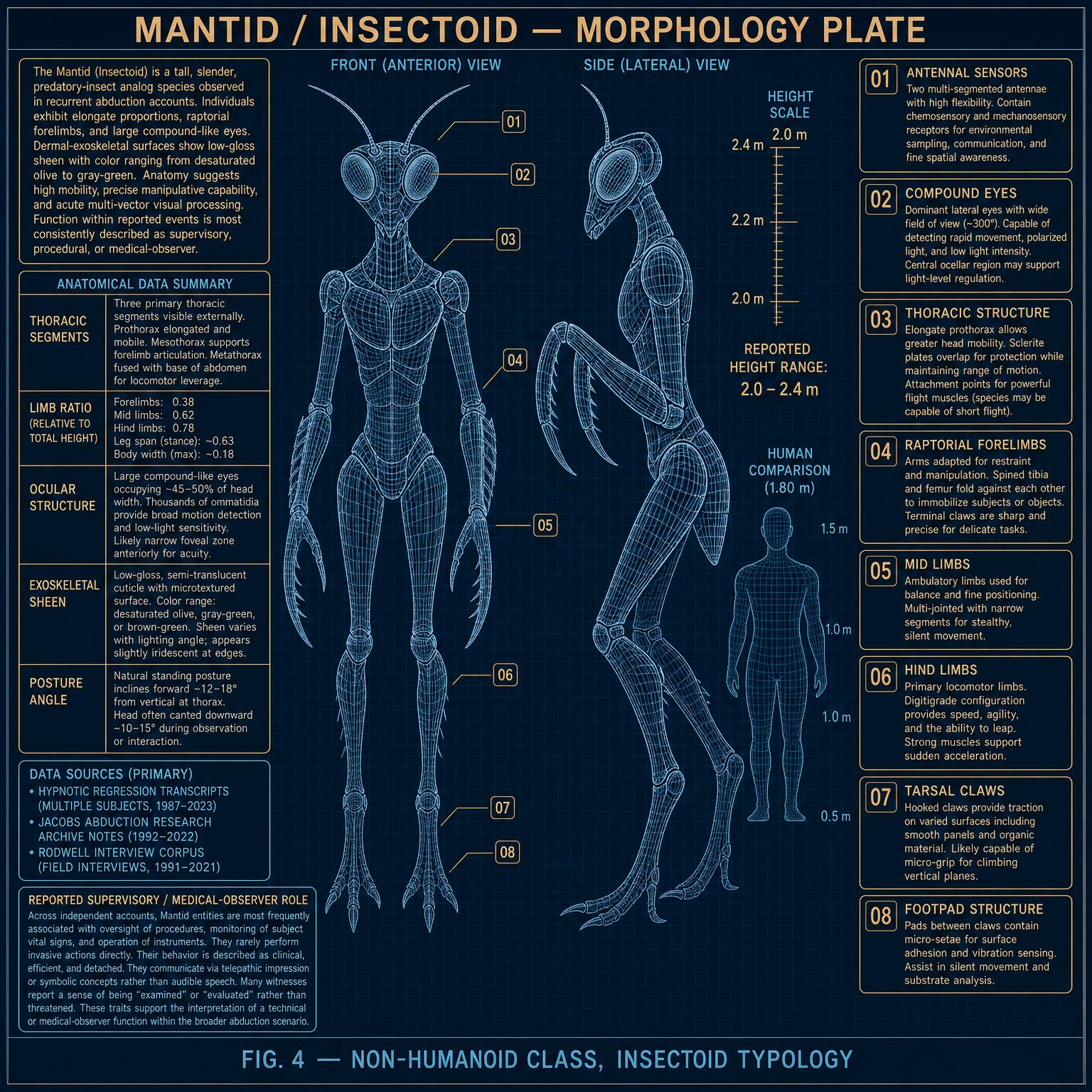 螳螂人（Mantids / Insectoids）教學圖解：外型比例與特徵標註